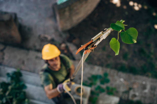 How Our Tree Care Process Works  in Ridge Wood Heights, FL